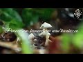 Thenmerku Paruva Katru Song Whatsapp Status
