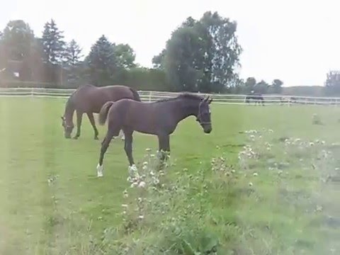 Hengstfohlen Uniko Me von Uriko 2012