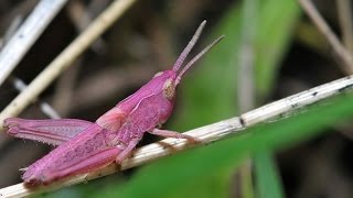 30 Rarest Animal Mutations