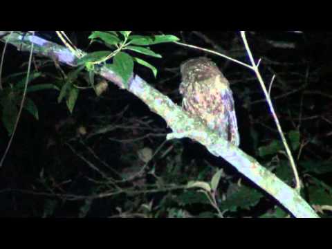 Black-capped Screech-Owl — Megascops atricapilla — Brazília