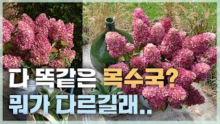 100종류가 넘는 목수국들을 보며 결론낸 최고의 하이퀄리티 목수국은? [JB가든센터_대림묘목농원  ]