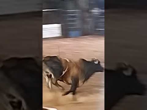 Rodeio em Nova América da colina