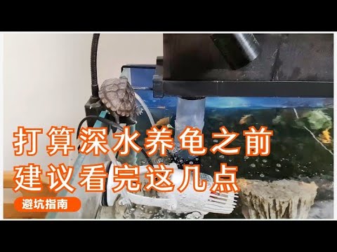 深水龜種類