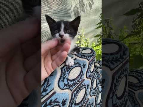 Sabah güneşim #shortsvideo #cat #kitten #cute #animals #shortvideo #pets #shorts #short #viral #cats