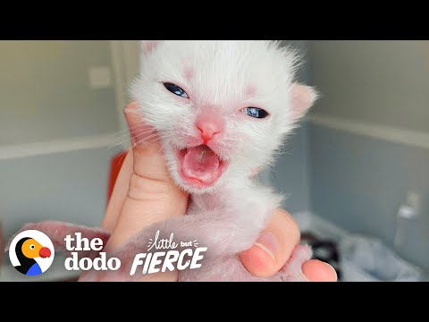 Pocket-Sized Kitten Grows Up To Be A Wild Woman | The Dodo Little But Fierce
