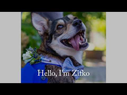Hi, I am Zifko
