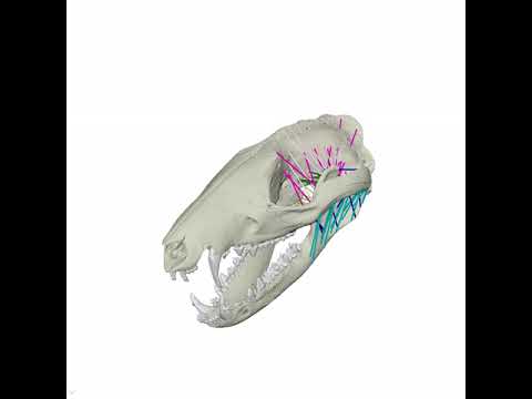 How did early mammals chew?