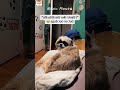 #pets #dogs #funnydog #funnycat #yu