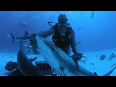 ダイバーがサメに催眠術をかけ、ゾンビに変える |サメ週間