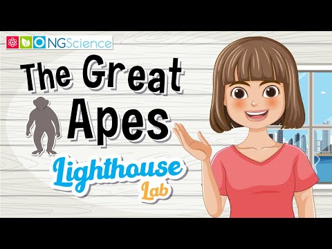 Lighthouse Lab – The Great Apes