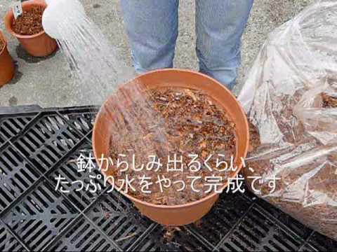 トキユリ、パイナップルユリ 植物