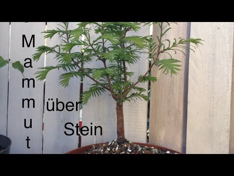Mammutbaum über Stein,Wurzelkontrolle nach einem Jahr /Bonsai oder Kleinholz 2022-08