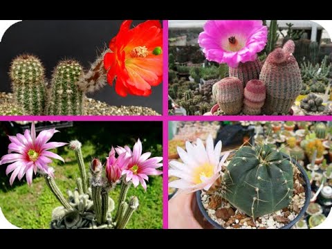 , title : '25 Especies de cactus Echinocereus,Algunas son extrañas y tienen características especiales!'