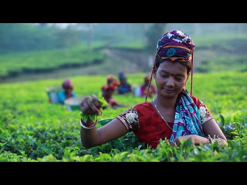 মৌলভীবাজারের ৭০ ভাগ প্রাকৃতিক সৌন্দর্য ধারণ করে আছে চা বাগান | ETV News
