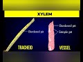 Plant Tissues Complete Lesson