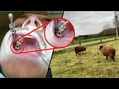 Tand in Twee en Shaun het Schaap!  oh, en projectweken... | Weekvlog 15