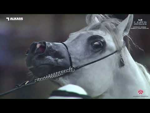 N 80 SHEHAB AL FARRES   Katara Int  Arabian Peninsula Horse Show 2023   Colts 2 Years Old Class 5