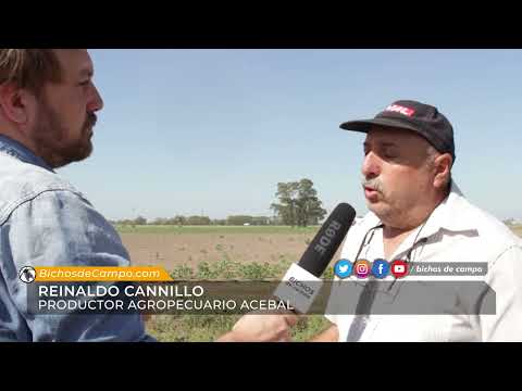 Reinaldo Cannillo, productor agropecuario de Acebal