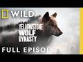 Fight For Wolf Valley Full Episode Yellowstone Wolf Dynasty Nat Geo Animals