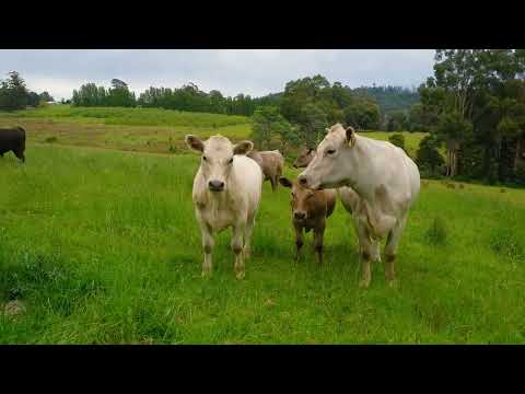 Lot 1 Flakemore Road, Franklin, TAS 7113, 0房, 0浴, Lifestyle Property