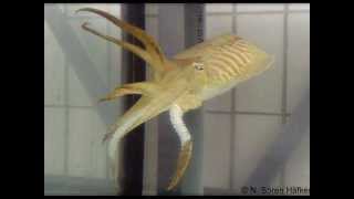 preview picture of video 'Study Marine Biology: Insight into a cuttlefish research project'