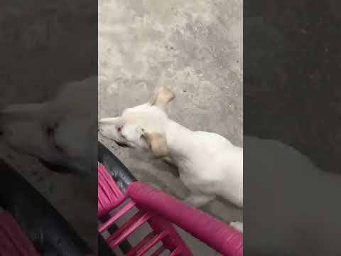 Vídeo de Apolo
