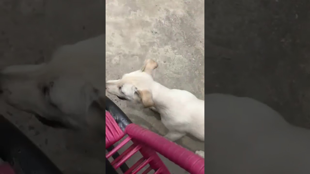 Cachorro raça SRD-ViraLata idade 4 anos nome Apolo