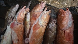 preview picture of video 'Consumo Responsable de Pescado por Lodge Playa de Oro'