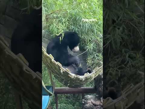 LAZY AFTERNOON: Bear enjoys sunny day outside #shorts #foxnews #news #fox