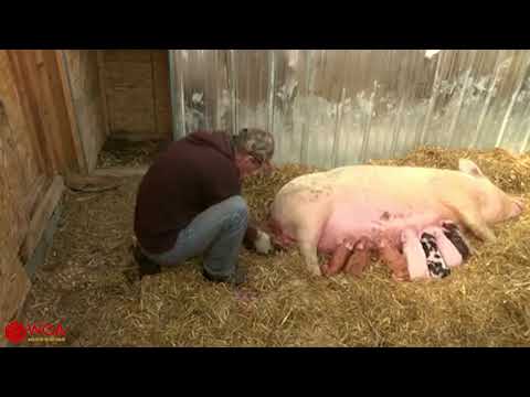 , title : 'Çita Dünyası - domuzun doğumuna yardım ediliyor / सुअर के जन्म में मदद करना'