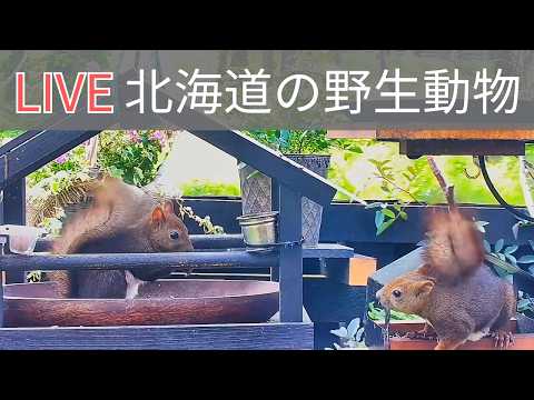 Ezo Squirrel and Red Fox Camera live camera