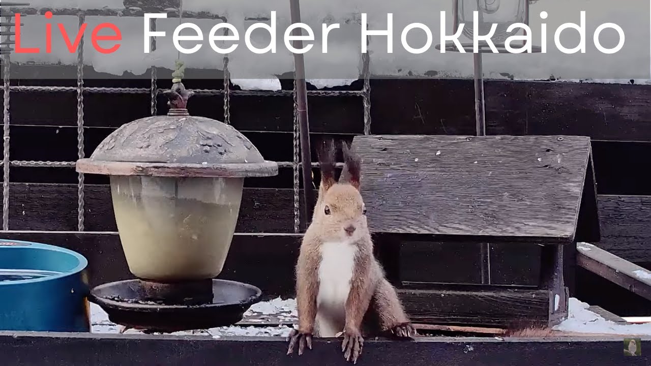 Live webcam view of Ezo Squirrel & Wild Bird Feeder Cam