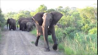 preview picture of video 'Cute Baby Elephants Protected by Mothers'