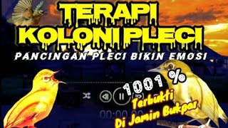 Download lagu Terapi Koloni Pleci‼️Paling Ampuh❗Terapi Pleci nembak materi‼️Terbaru 2022 mp3