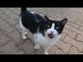 Hungry Tuxedo Cat With Black Jaw Meows And Asks For Food