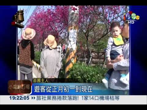 私房景點暴紅! 賞櫻遊客塞爆芬園