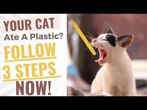 What Happens If Your Cat Eats Plastic