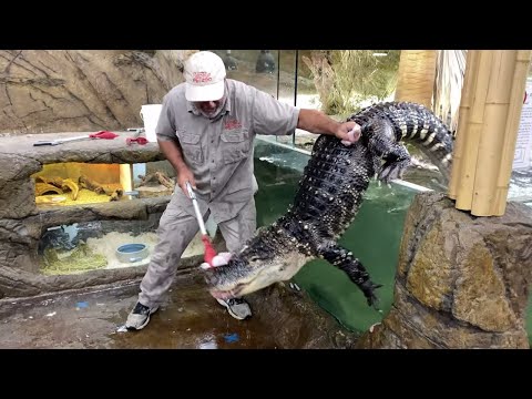 Alligator ESCAPES in the Zoo!