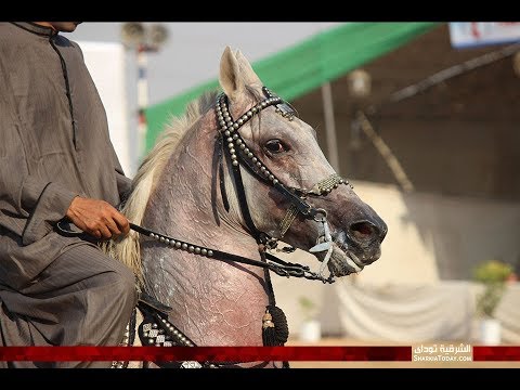مسابقة أدب الخيل الأصيل بمهرجان الشرقية للخيول العربية 22 ببلبيس Arabian horses