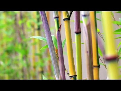 Bamboo engineering