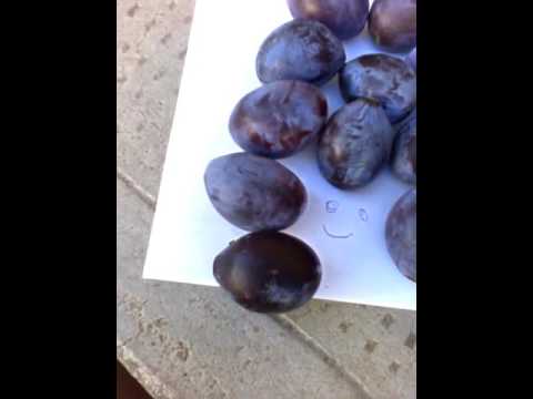 Prune ( Cover amuzant Dorian Popa Feat What s UP Buze )