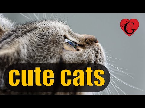 cats - reaction / relax music tiktok mashup 2021 vlog