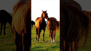 Download lagu Horse mating behind the scene video 61 mp3