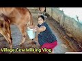 Cow Milk By Hand Village Girl Village Cow Milking Vlog