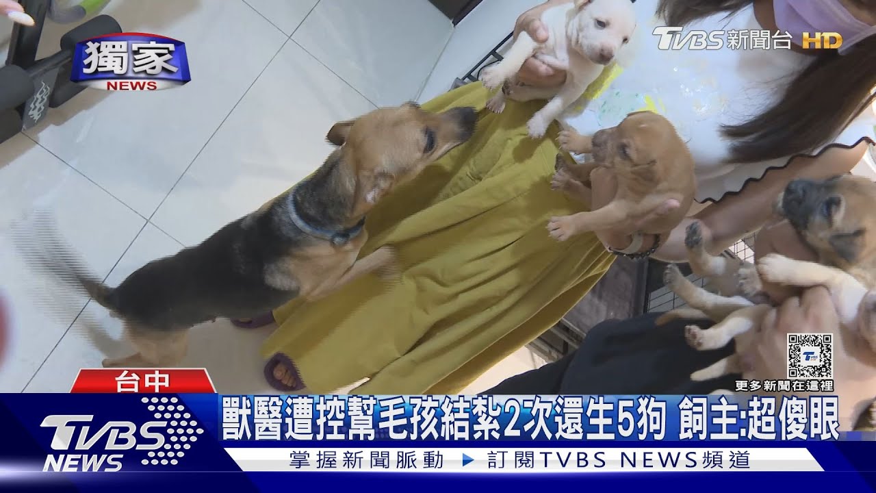 獸醫遭控幫毛孩結紮2次還生5狗　飼主：超傻眼