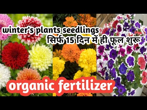 How to save & grow seedlings with organic fertilizer.Get more flowers from seedlings with in 15 days
