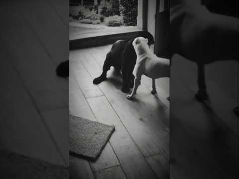 Dogo Argentino vs Black Puma— A Rare Survival Moment