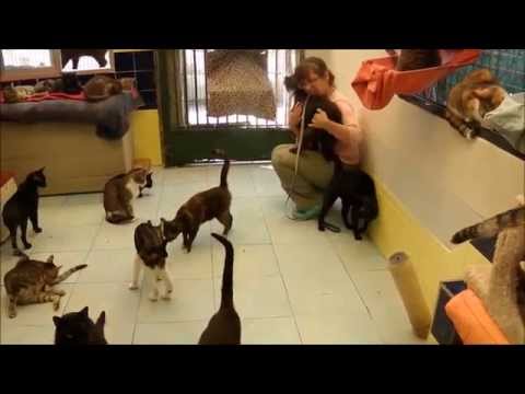 Animalinneed: Visiting the cats with Bella