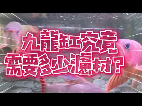 九條魚