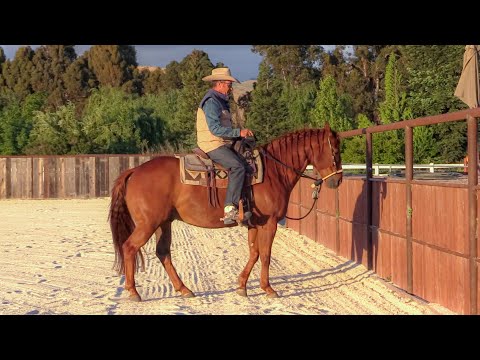 Teaching Your Horse to Stop From Walk and Trot (Stopping From a Canter Part 3)